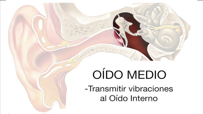 Oído Humano